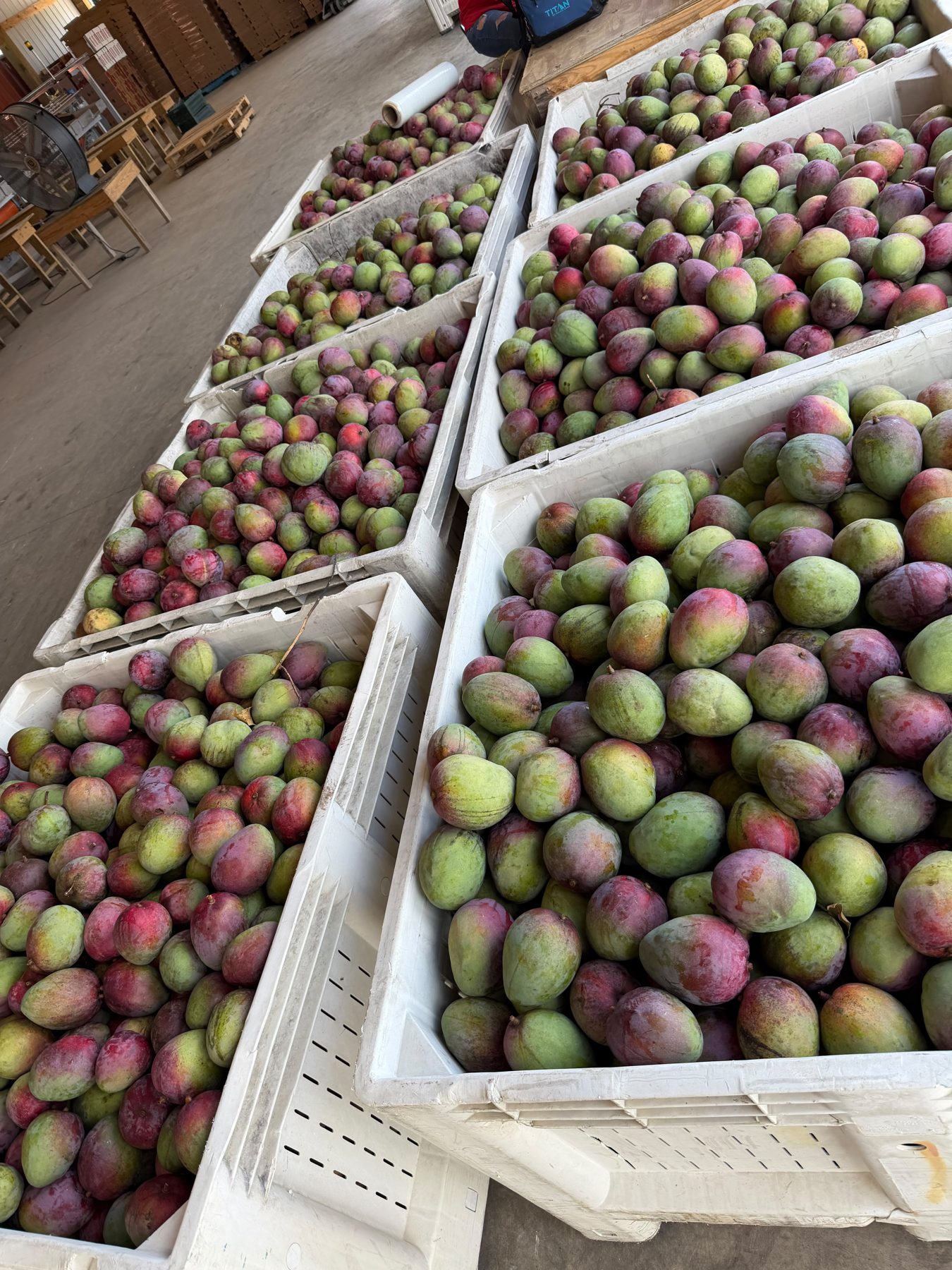 Crates of fruit stacked in a warehouse