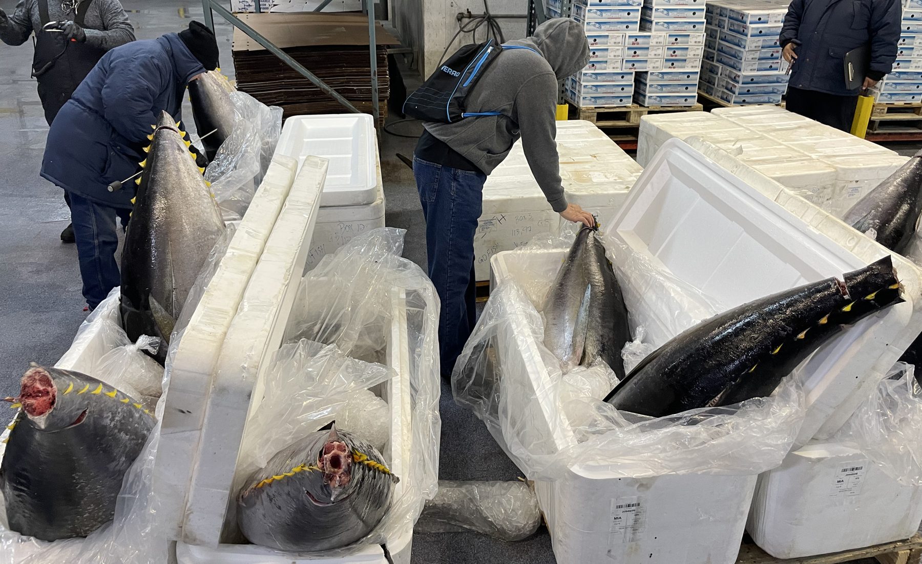 Fish being packed into insulated boxes