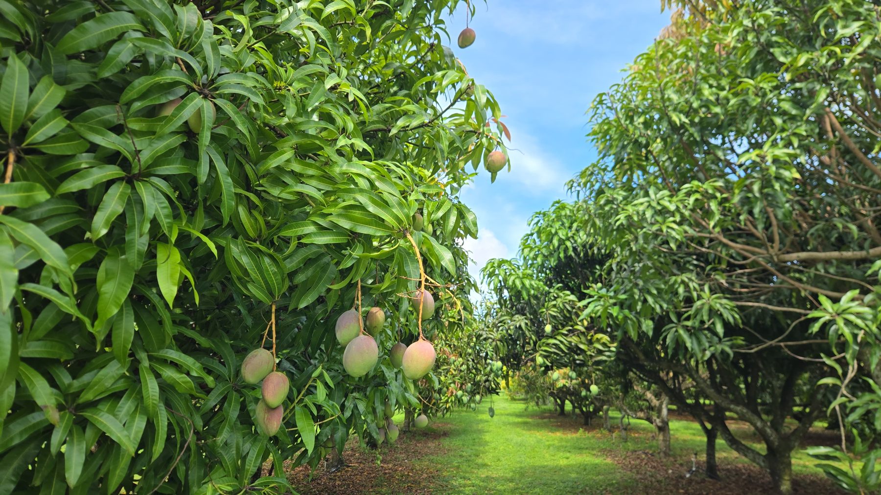 Rows of mango trees in a grove