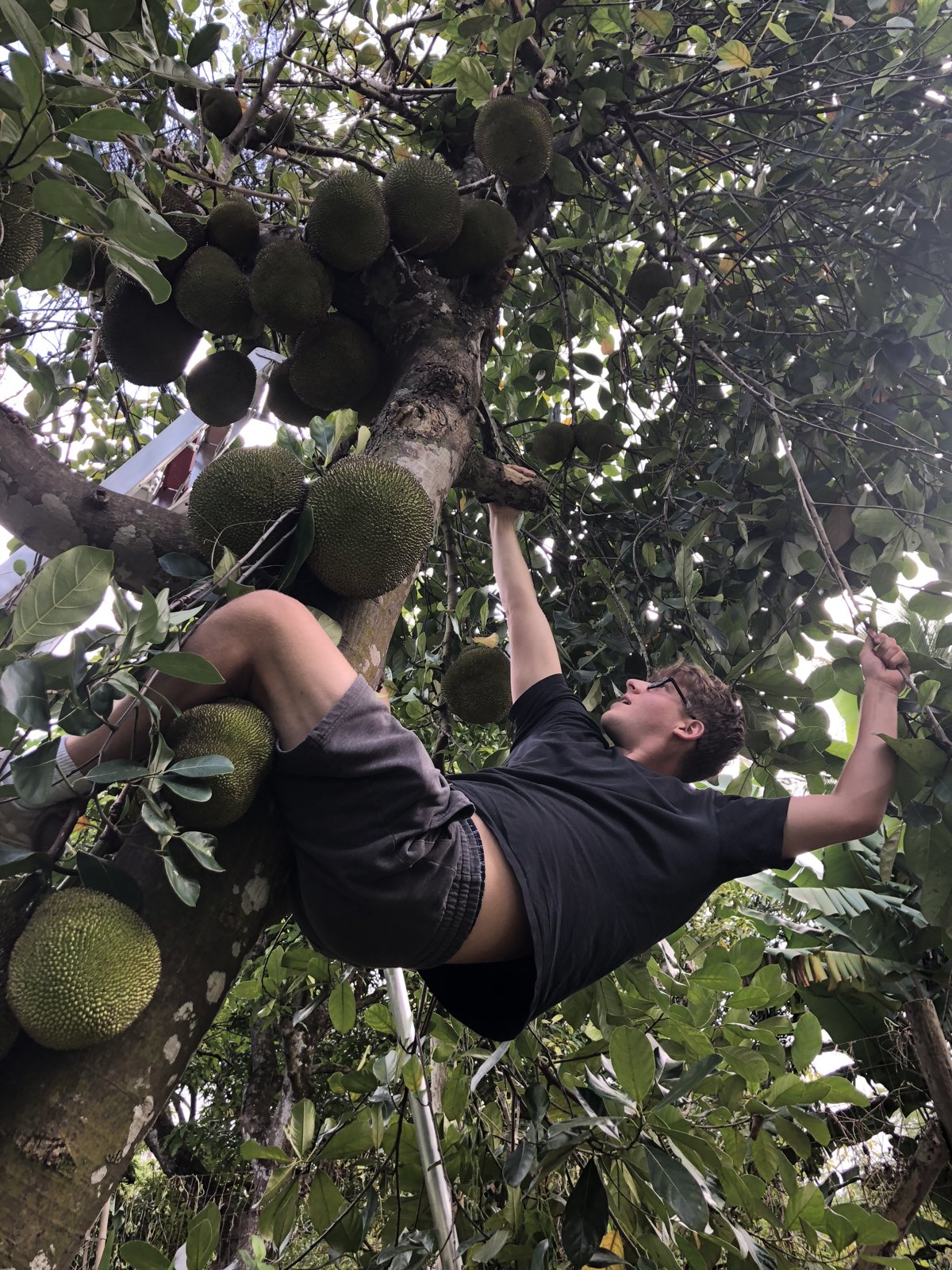Jack climbing a jackfruit tree heavy with fruit