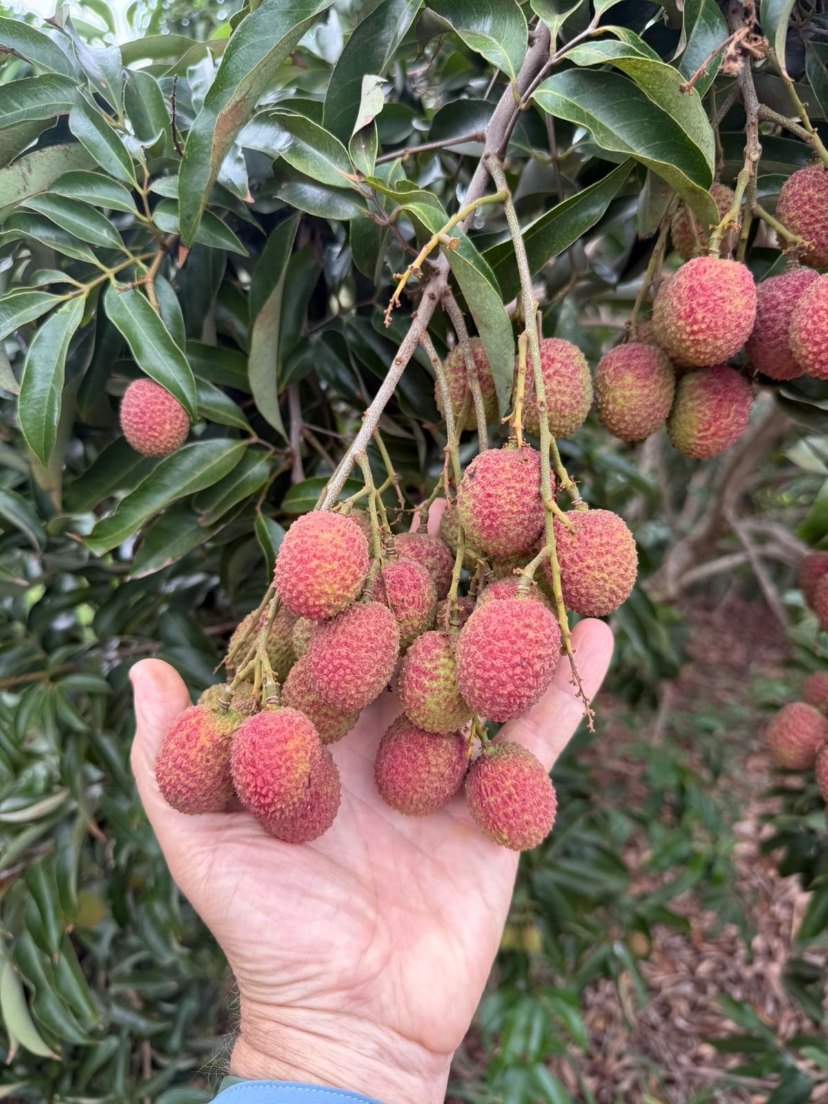 A hand holding a bunch of fresh lychees on the tree