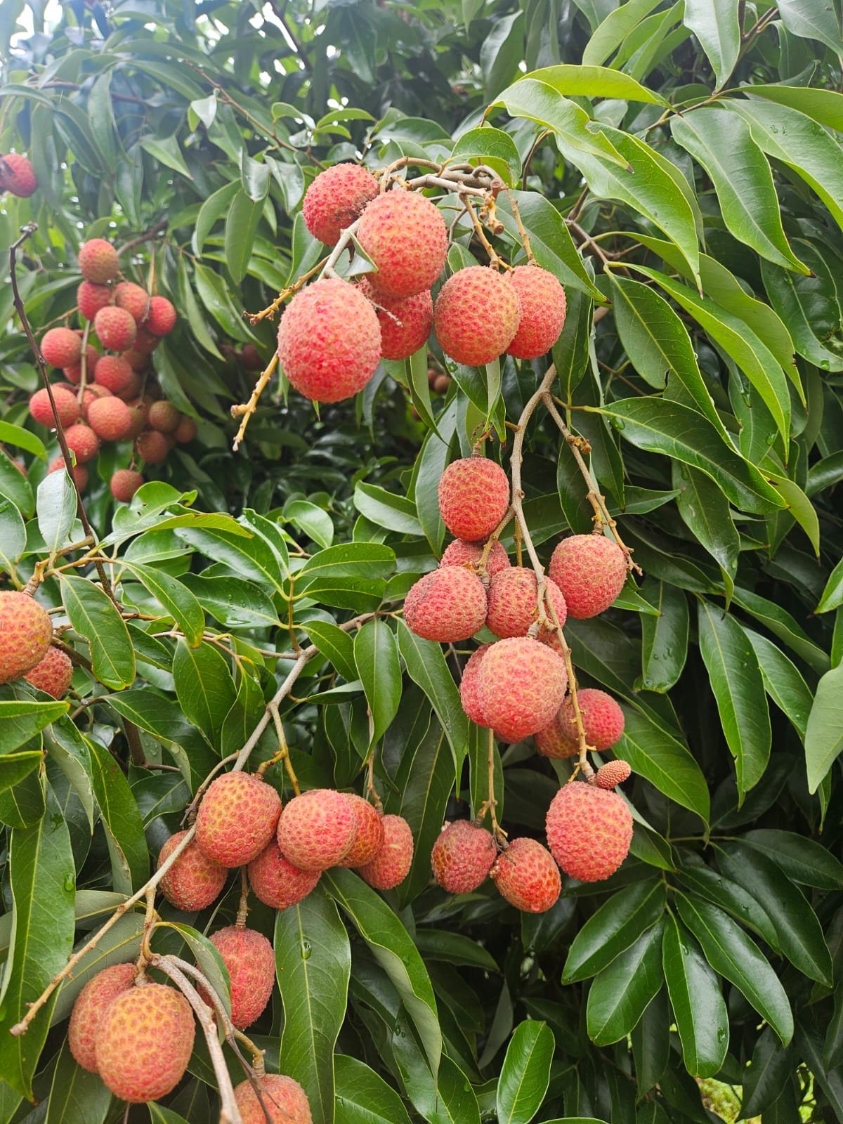 Lychees ripening on the tree