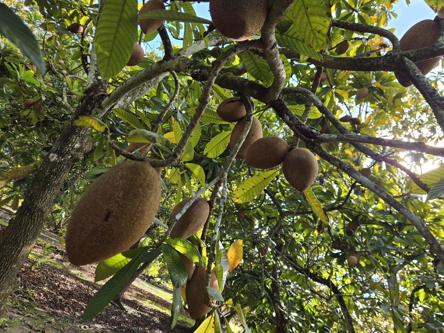 Mamey sapote ripening on the tree