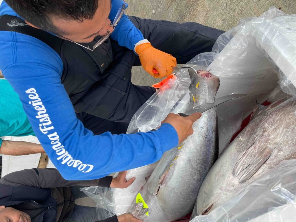 A tuna loin being cut and bagged