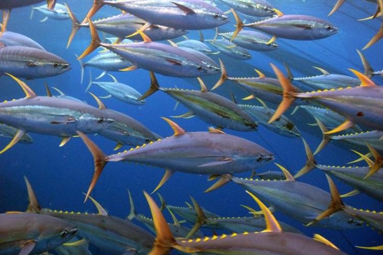 A school of yellowfin tuna